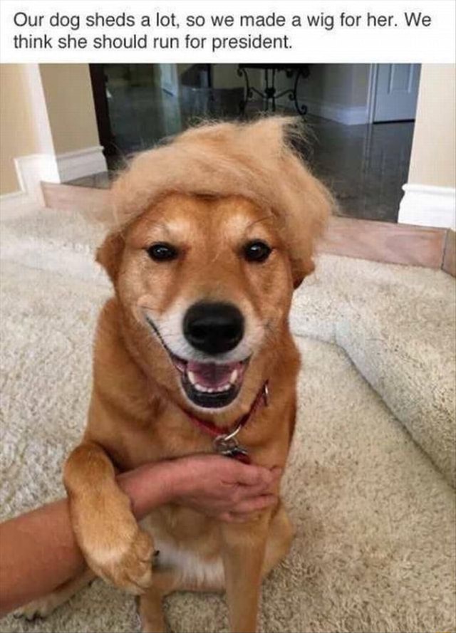 Our dog sheds a lot, so we made a wig for her. We think she should run for president. )