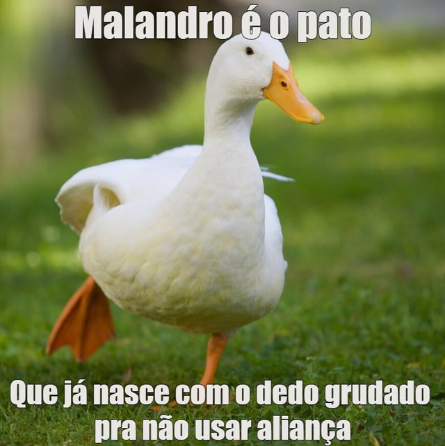 Éonaio pato Que já nasce como dedo grudado pra não usar aliança - iFunny