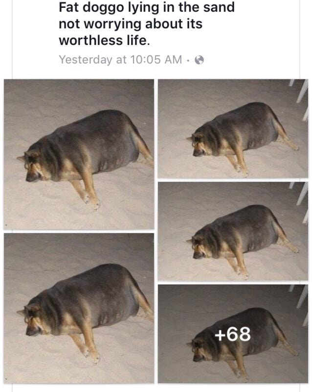 Fat Doggo Lying In The Sand Not Worrying About Its Worthless Life Ifunny