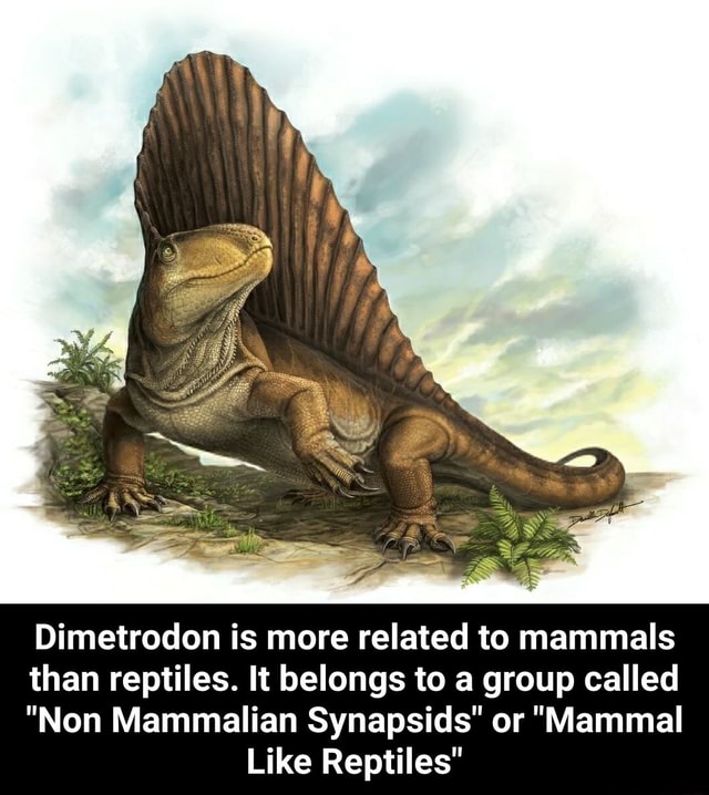 Dimetrodon is more related to mammals than reptiles. It belongs to a