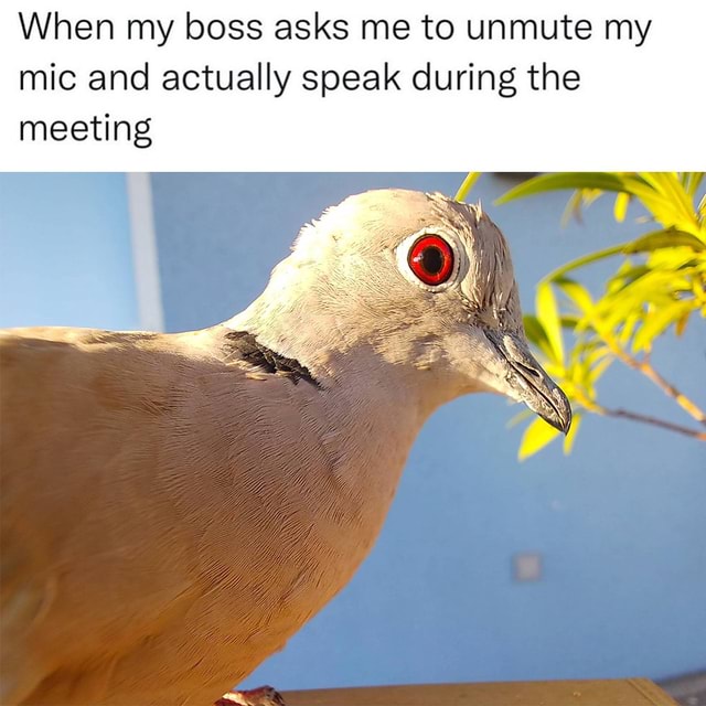 I always make the best speeches when my mic is muted... When my boss