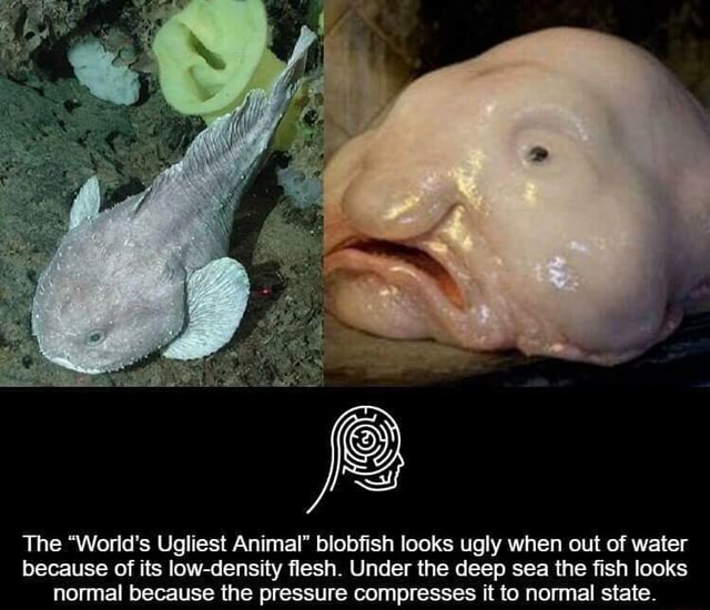 The World's Ugliest Animal blobfish looks ugly when out of water because  of its low-density flesh. Under the deep sea the fish looks normal because  the pressure compresses it to normal state. 