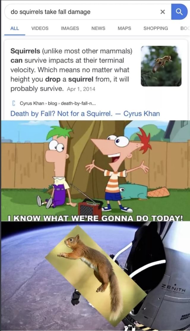 Do squirrels take fall damage Squirrels (unlike most other mammals) can survive impacts at their