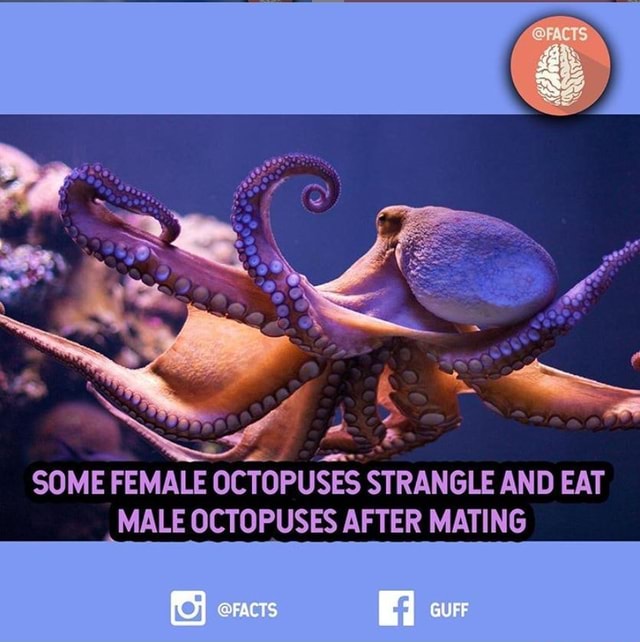 SOME FEMALE OCTOPUSES STRANGLE AND EAT MALE OCTOPUSES AFTER MATING GUFF ...