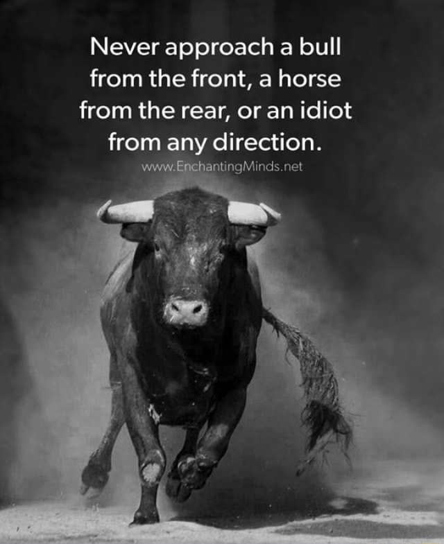 Never approach a bull from the front, a horse from the rear, or an ...