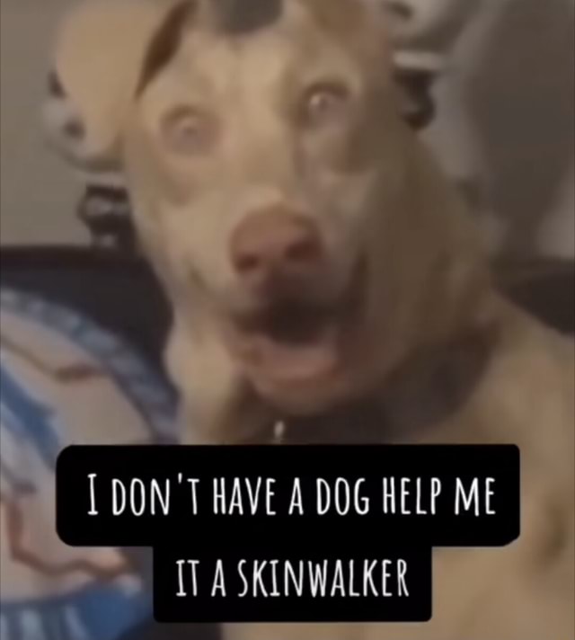 don t even talk to me dog walker