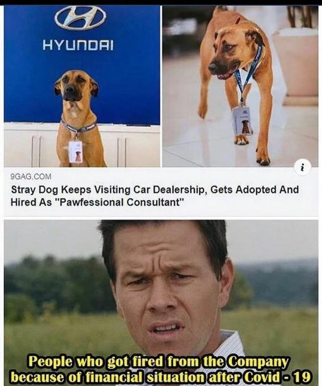 HYUNDAI tray Dog Keeps Visiting Car Dealership, Gets Adopted And Hired ...