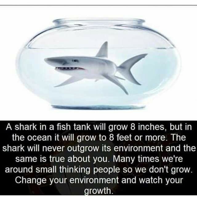 A Shark In A Fish Tank Will Grow 8 Inches, But In The Ocean It Will Grow To 8 Feet Or More. The Shark Will Never Outgrow Its Environment And The Same