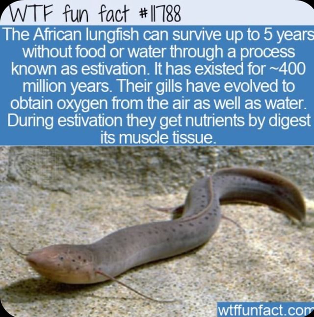 The Fish That Can Survive Out of Water for Days Introduction to the African Lungfish