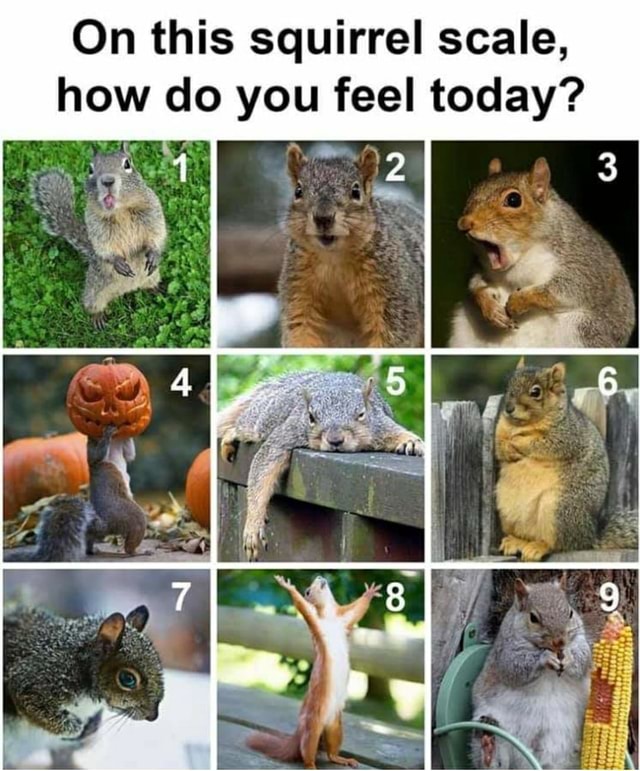 On this squirrel scale, how do you feel today? iFunny
