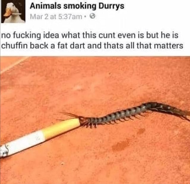 chuffin back a fat dart r/touhou