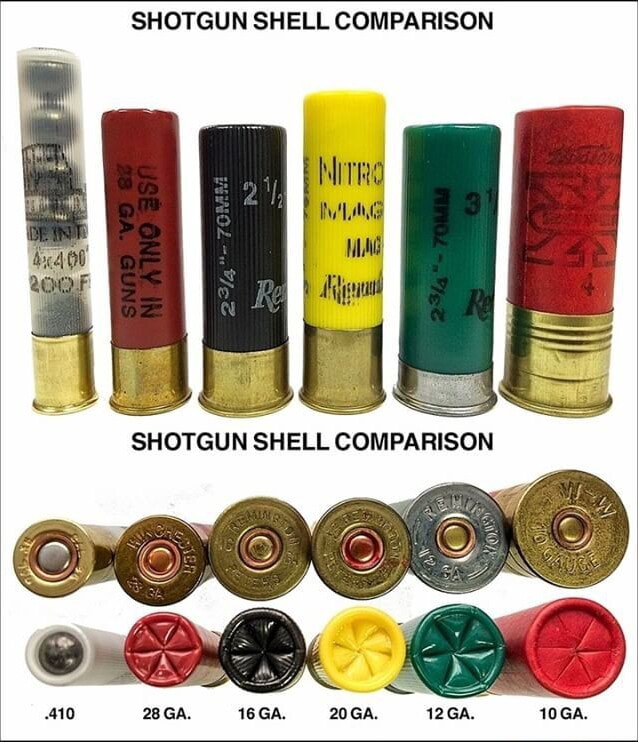 SHOTGUN SHELL COMPARISON Real SHOTGUN SHELL COMPARISON 16 GA. 20GA ...