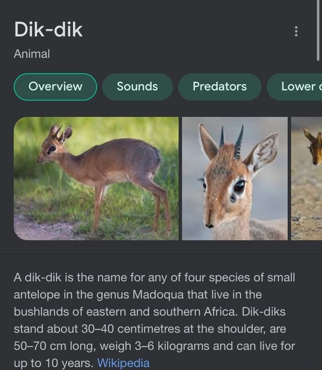 Dik-dik Animal Sounds Predators Lower " A dik-dik is the name for any