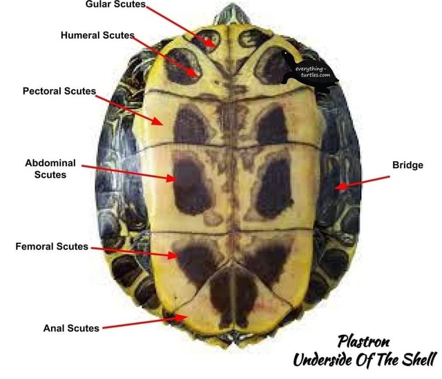 Gular Humeral Scute: Pectoral Scutes. Abdominal Bridge Scutes Femoral ...