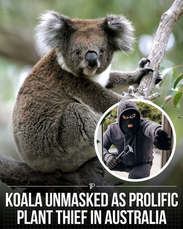 Australian nursery owner discovers Claude the koala as the thief