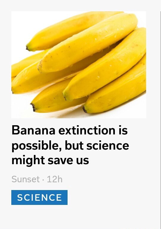 Banana extinction is possible, but science might save us )