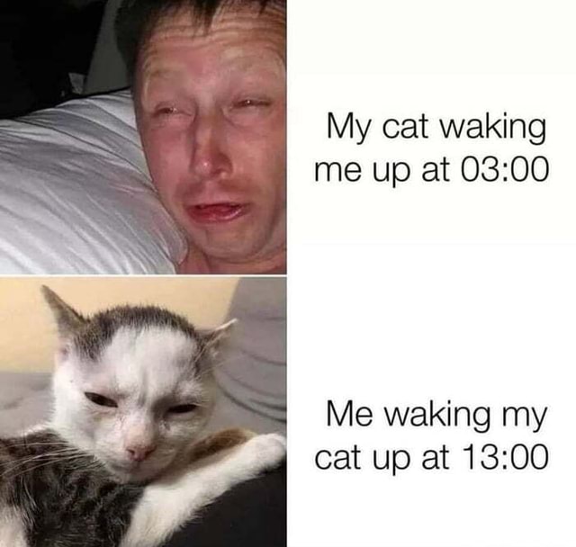 My cat waking me up at I Me waking my cat up at - America’s best pics ...