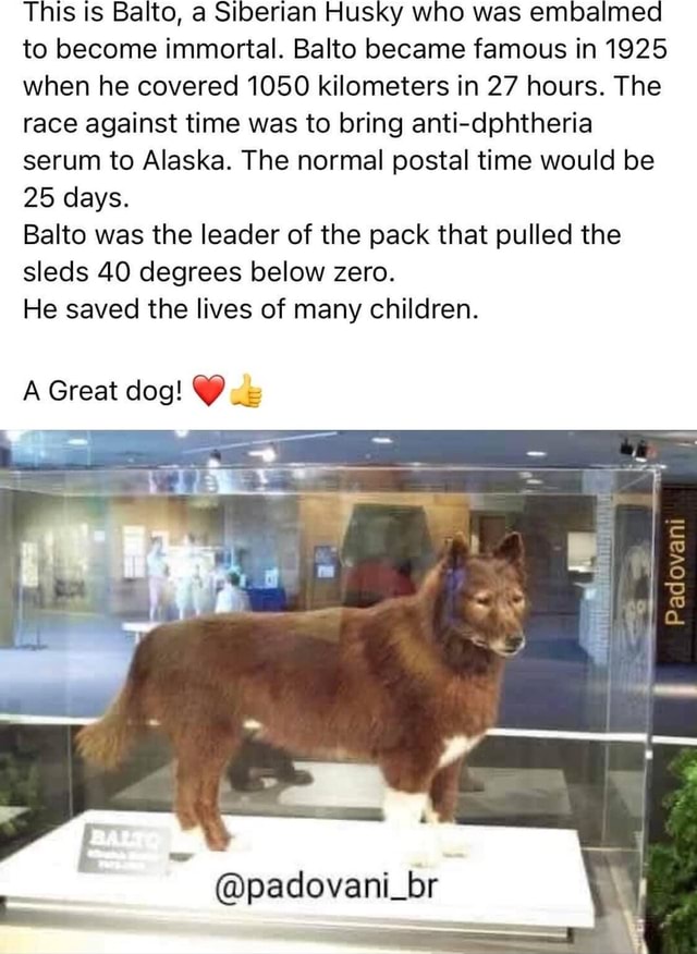 This is Balto, a Siberian Husky who was embalmed to become immortal ...