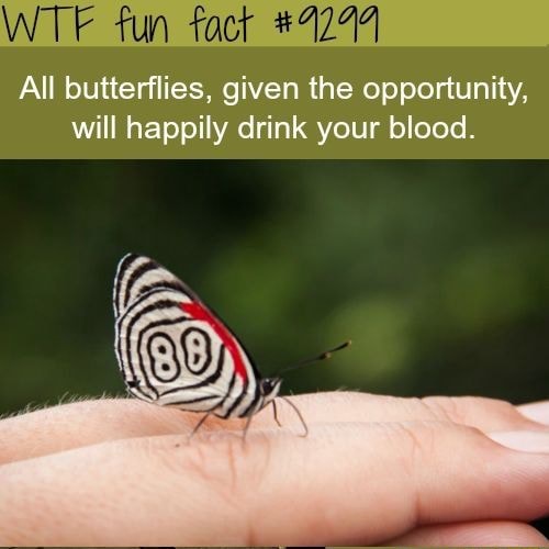 WTF fun fact All butterflies, given the opportunity, will happily drink