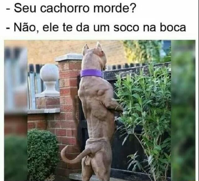 Seu cachorro morde Não ele te da um soco na boca iFunny Brazil