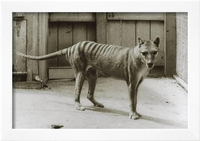 The thylacine known as Benjamin in 1933. Three years later the species ...