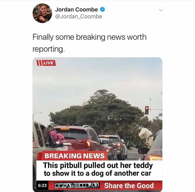 kjole drivende forgænger Jordan Coombe @Jordan Coombe Finally some breaking news worth reporting. aa  This pitbull pulled out her teddy to show it to a dog of another car Share  the Good - seo.title