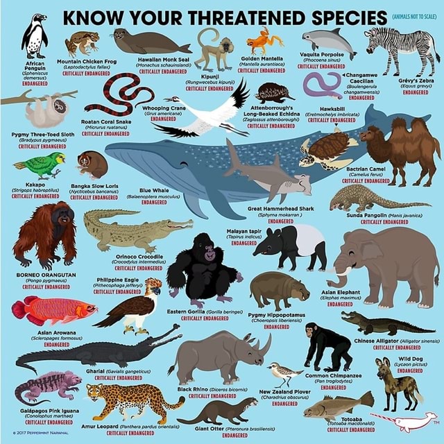 KNOW YOUR THREATENED Hawallan Menk Seal Golden Mantella Mountaln ...