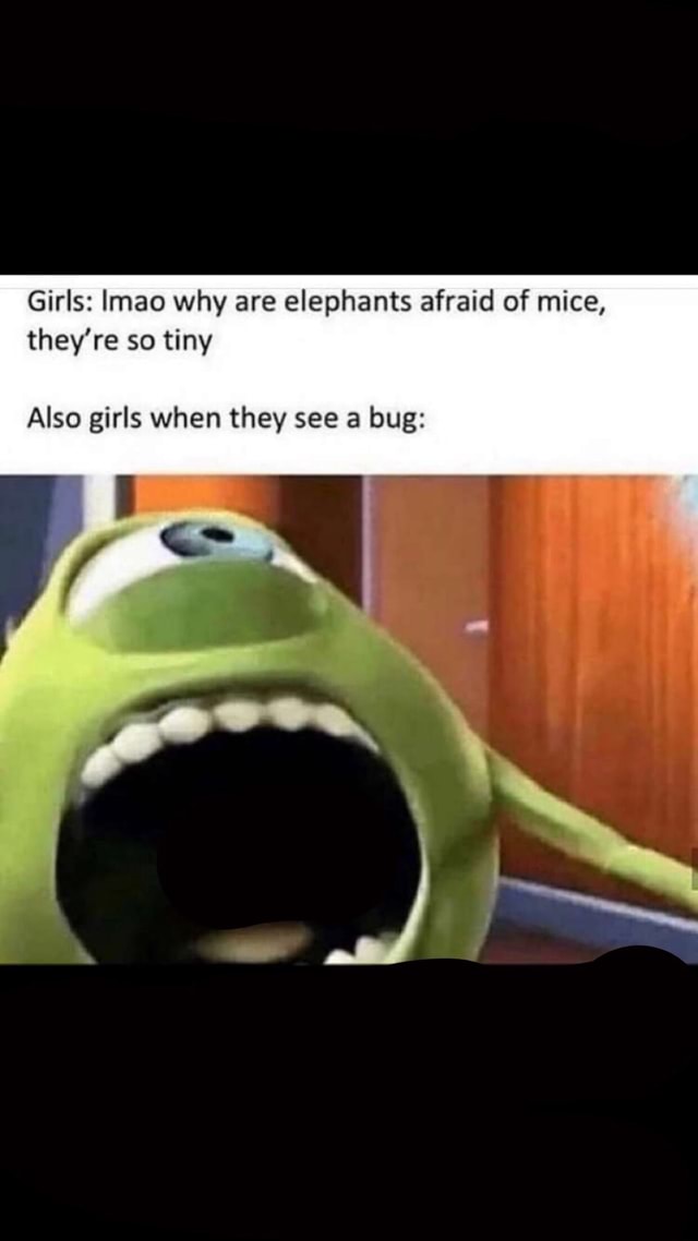 Girls Imao why are elephants afraid of mice, they're so tiny Also