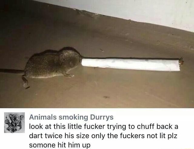 Animals smoking Durrys look at this little fucker trying to chuff back a  dart twice his size only the fuckers not lit plz somone hit him up -  