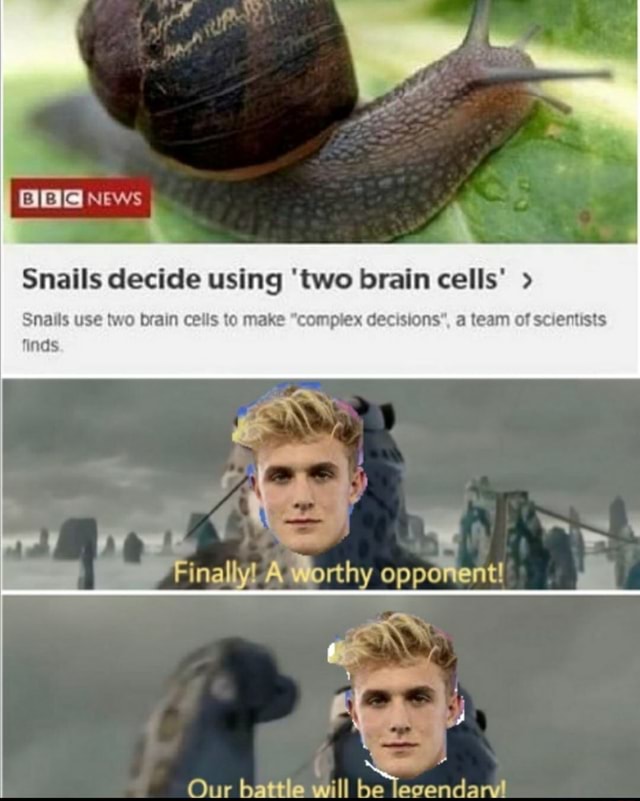 Snails decide using 'two brain cells' Snails use two brain cells to