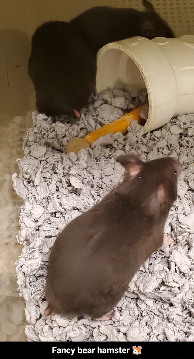Fancy bear hamster 3 Fancy bear hamster 🐹 )
