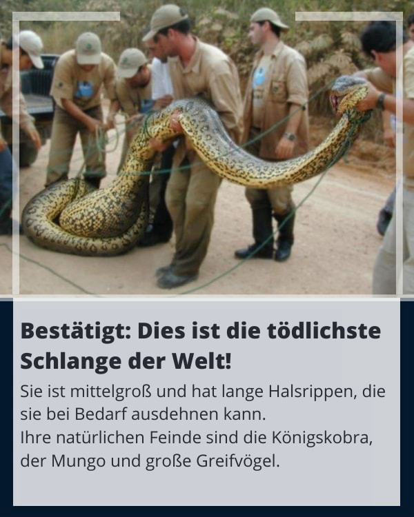 Bestatigt Dies Ist Die Todlichste Schlange Der Welt Sie Ist Mittelgross Und Hat Lange Halsrippen Die Sie Bei Bedarf Ausdehnen Kann Ihre Naturlichen Feinde Sind Die Konigskobra Der Mungo Und Grosse Greifvogel