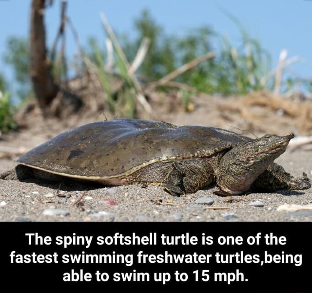 The spiny softshell turtle is one of the fastest swimming freshwater ...