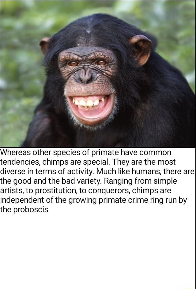 Whereas Other Species Of Primate Have Common Tendencies, Chimps Are ...