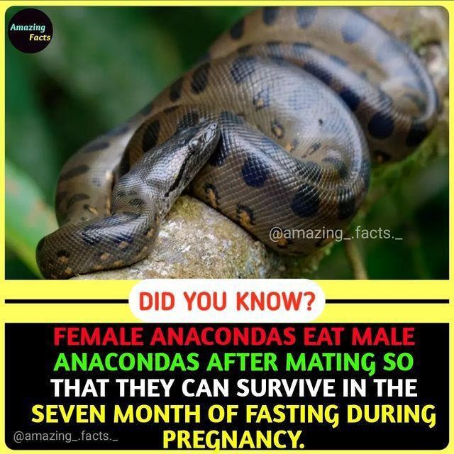 DID YOU KNOW? FEMALE ANACONDAS EAT MALE ANACONDAS AFTER MATING SO THAT ...