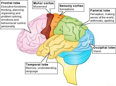 parietal lobe problem solving