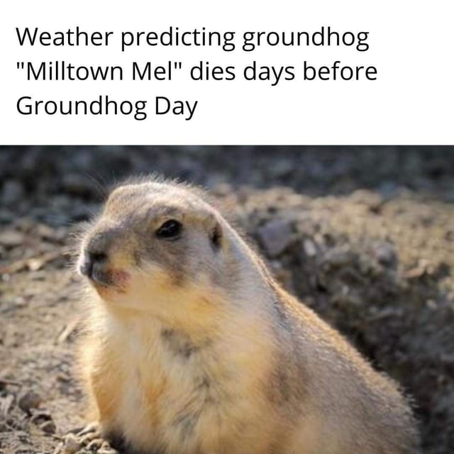Weather predicting groundhog "Milltown Mel" dies days before Groundhog