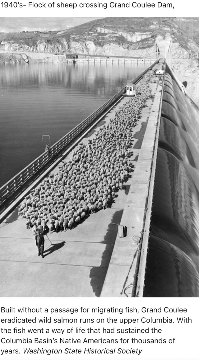 1940's- Flock of sheep crossing Grand Coulee Dam, Built without a ...