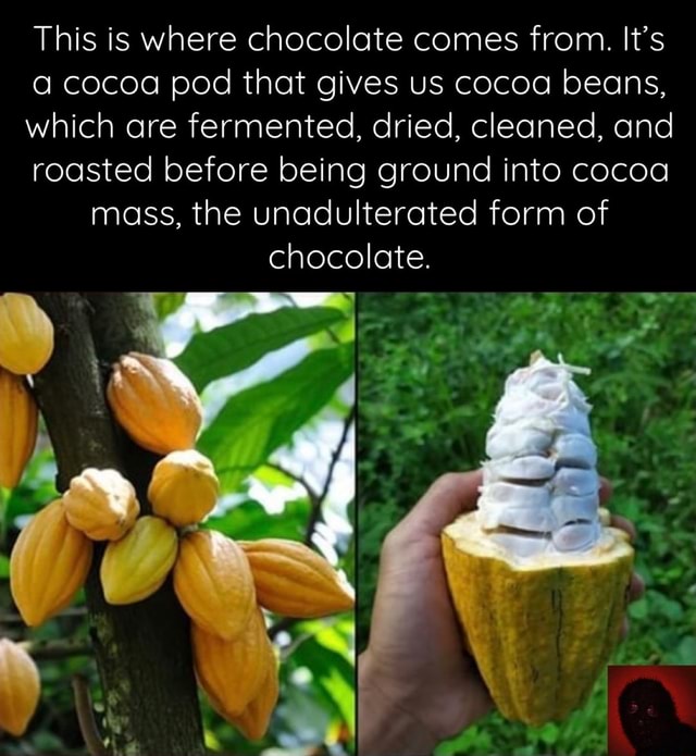 This is where chocolate comes from. It's a cocoa pod that gives us