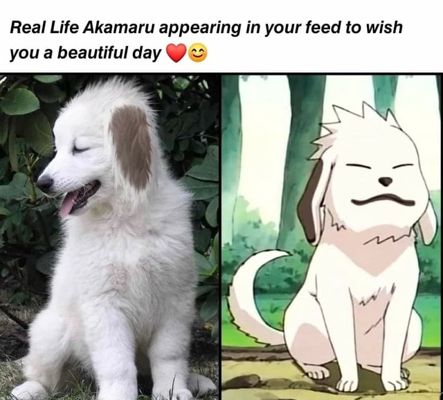 Real Life Akamaru appearing in your feed to wish you a beautiful day O& Ny aA )