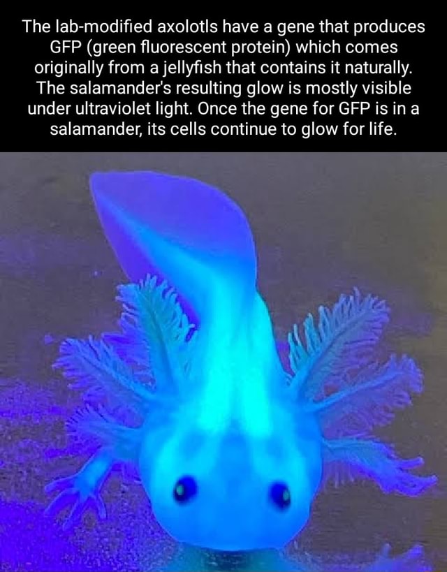 The labmodified axolotls have a gene that produces GFP (green