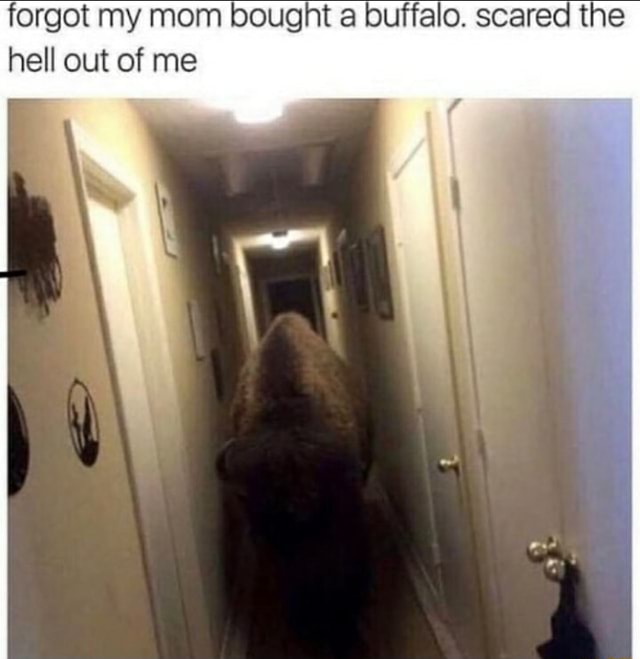 Forgot My Mom Bought A Buffalo Scared The Hell Out Of Me Fl Ifunny