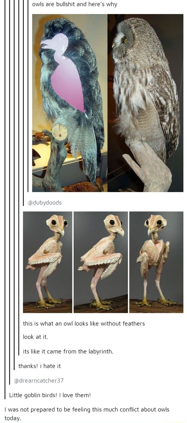 Owls are bullshit and here's why this is what an owl looks like without