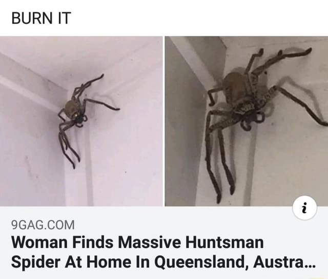 Burn It 9gag Woman Finds Massive Huntsman Spider At Home In Queensland Austra Ifunny