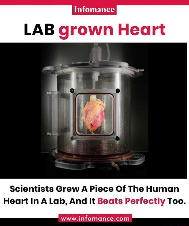 Infomance LAB grown Heart Scientists Grew A Piece Of The Human Heart In