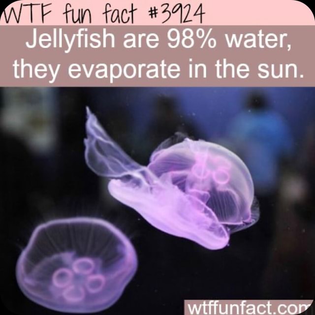 Fun fact Jellyfish are 98 water, they evaporate in the sun. wtffunfact