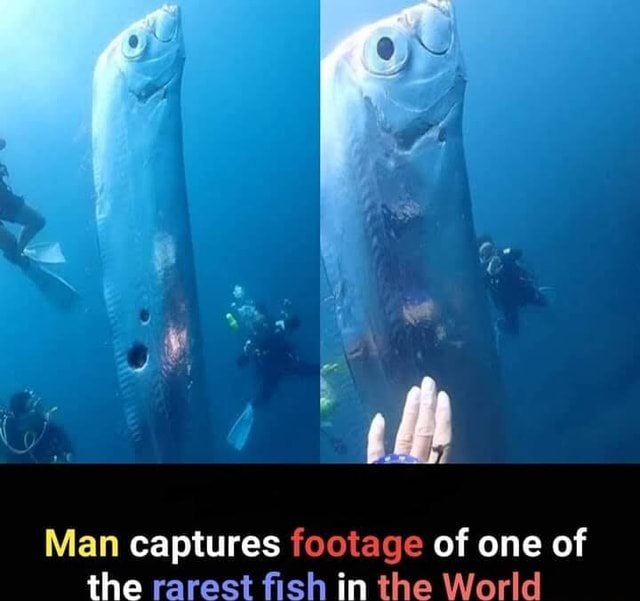 Man Captures Footage Of One Of The Rarest Fish In The World - America’s ...