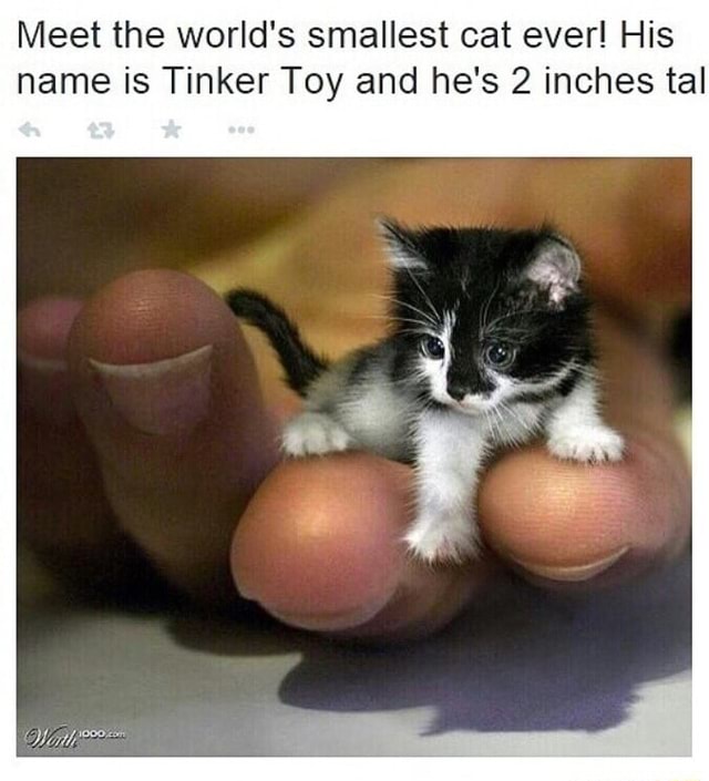 tinker toy smallest cat