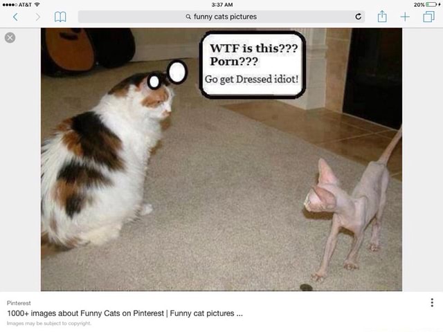 Funny Cat Porn - A funny cats picmres WTF is this??? Porn??? Go get Dressed idiot! - iFunny  :)
