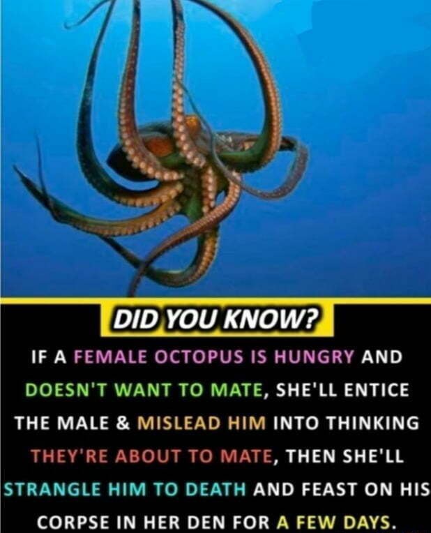 DID, YOU KNOW?, IF A FEMALE OCTOPUS IS HUNGRY AND DOESN'T WANT TO MATE ...